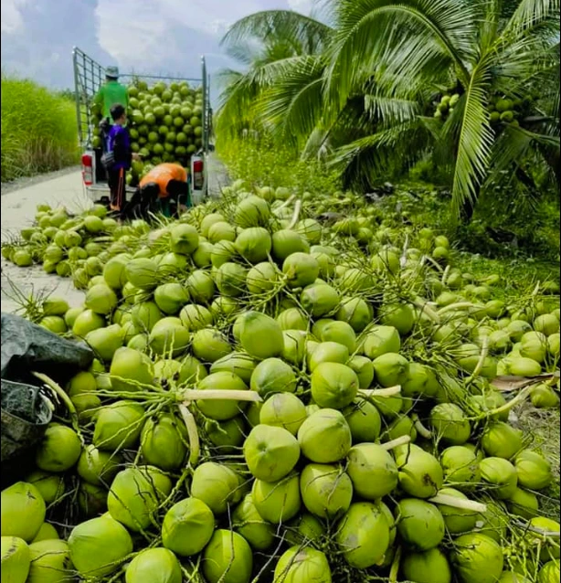 Dừa